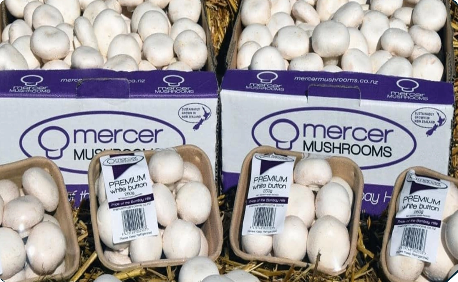 Mercer Mushrooms NZ